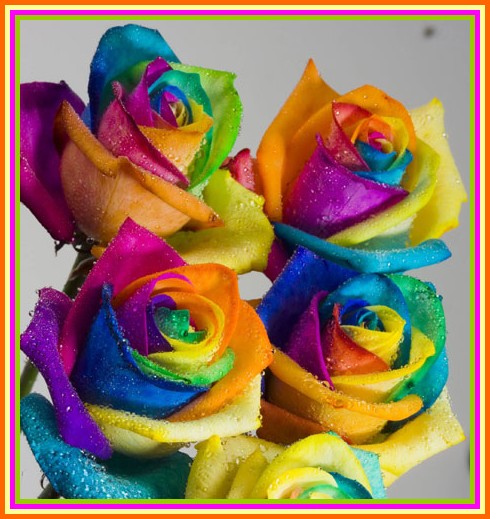 rainbow-roses2.jpg