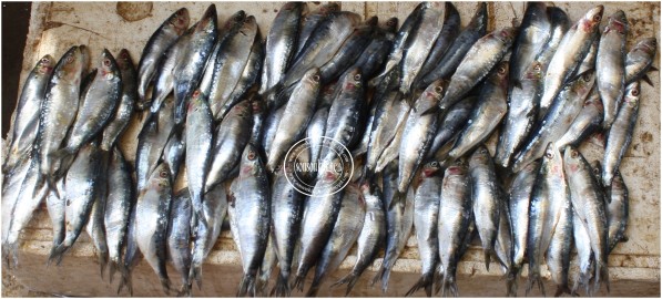 Sardines grillees (1)